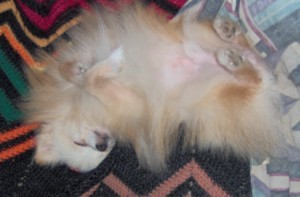 Blonde Pomeranian laying on his back.