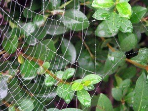 Spiderweb.