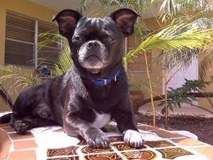 black Pug looking dog