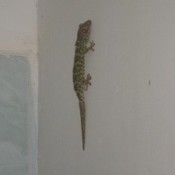 Lizard on wall.