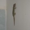 Lizard on wall.