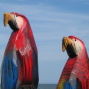 twin wood parrots