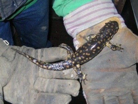 An Eastern tiger salamander being held by a person in gloves.
