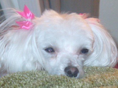 Lola (Miniature Maltese)