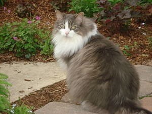 Grey and white cat in garden.