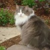 Grey and white cat in garden.