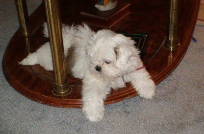 Lil Missy (Shih Tzu) - Dog sitting under a table.