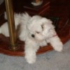 Lil Missy (Shih Tzu) - Dog sitting under a table.