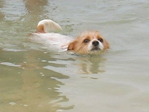 White and tan dog swimming.