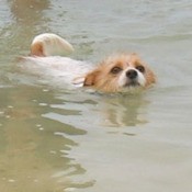 White and tan dog swimming.