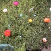 varying colored flowers on portulaca