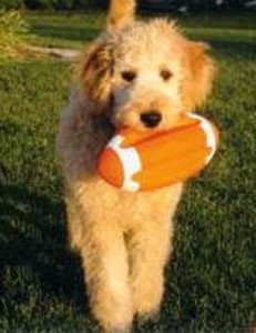 Dog with football.