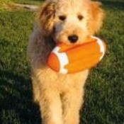 Dog with football.