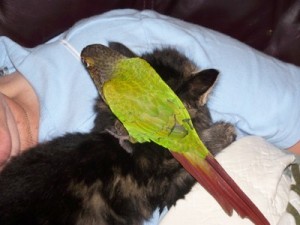 bird sitting on cat