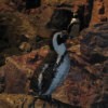 Penguins at the Boston Aquarium