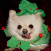 Pomeranian wearing a green and red Christmas costume.