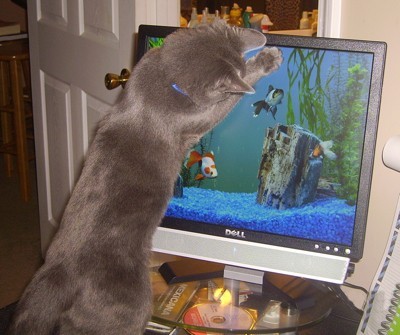 cat viewing aquarium