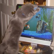 cat viewing aquarium