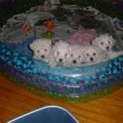 Puppies in blowup pool.