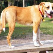 Yellow and white dog.