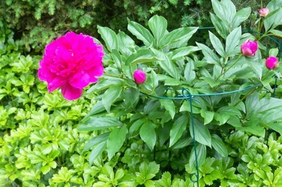 A bright pink peony blooming outside.