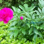 A bright pink peony blooming outside.