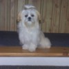 Daisy (Shih Tzu) - White dog with hair tied up on top of head.