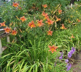 Orange lilies.