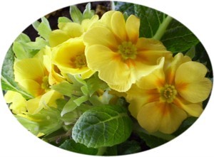 yellow primrose