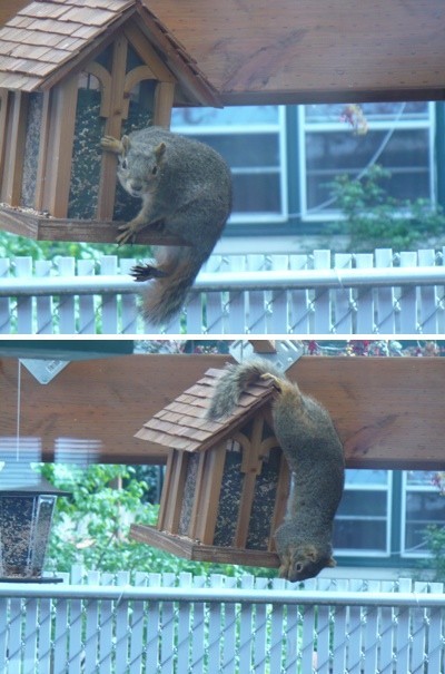 Squirrel on our Back Porch