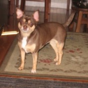 Tan and brown dog.