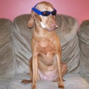 viszla dog with glasses