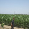 Man standing near cornfield.