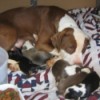 Pit and her litter.