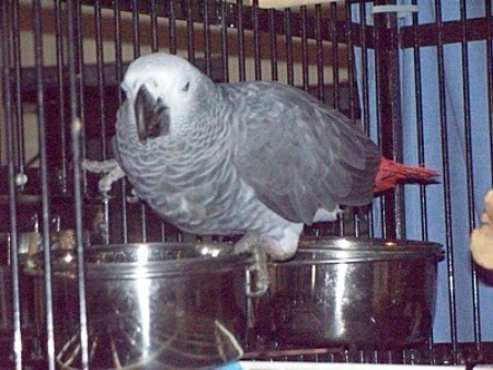 A pet bird sitting in its cage.