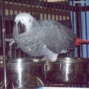 A pet bird sitting in its cage.