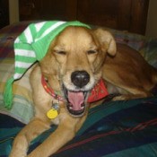 Dog with green and white striped hat on.