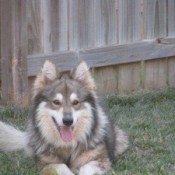 Large fluffy tan, white, and grey dog.