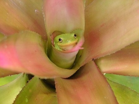 Frog peeking out of center of bromeliad.