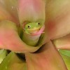 Frog peeking out of center of bromeliad.