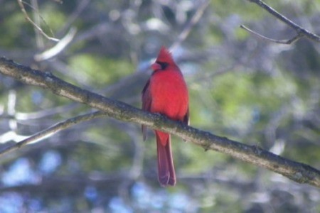 Cardinal perched on tree branch.