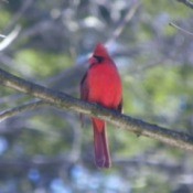 Cardinal perched on tree branch.