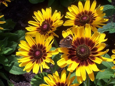 Bright yellow flowers with brown centers.