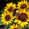 Bright yellow flowers with brown centers.