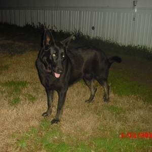 Mixed breed black dog.
