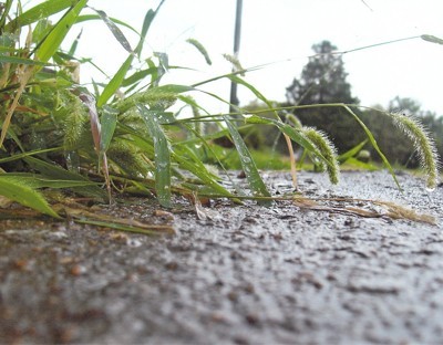 Weeds After The Rain