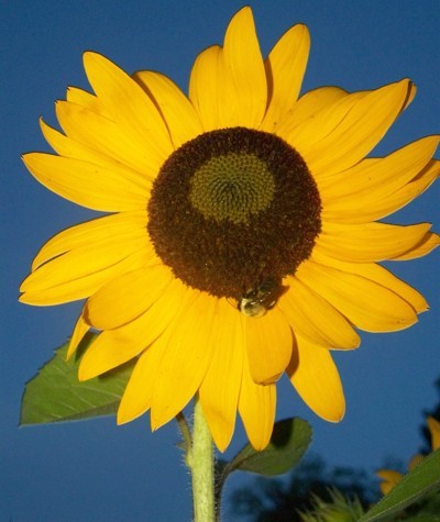 Closeup of a sunflower.