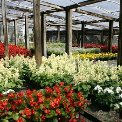 5 Mistakes to Avoid When Shopping for Bedding Plants