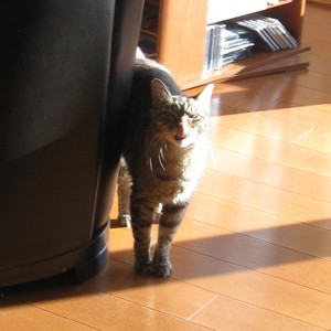 Gatto (American Shorthair Tabby)