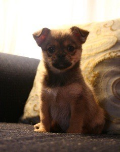 Puppy on couch.